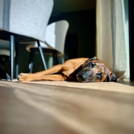 Appartamento Haus Am Lift - Penthouse - Top4 - Summercard Included - Ski-in Ski-out - 6p