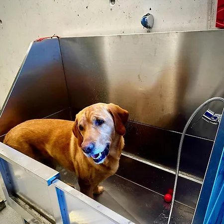 Haus Am Lift - Penthouse - Top4 - Summercard Included - Ski-in Ski-out - 6p *