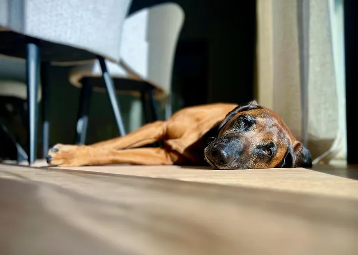 公寓 Haus Am Lift - Penthouse - Top4 - Summercard Included - Ski-in Ski-out - 6p